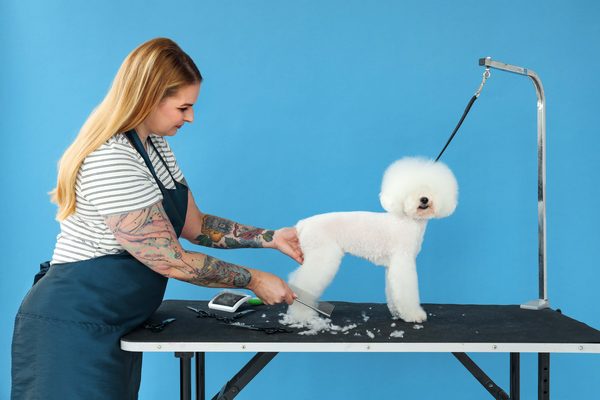 Dog trimming master cuts hair