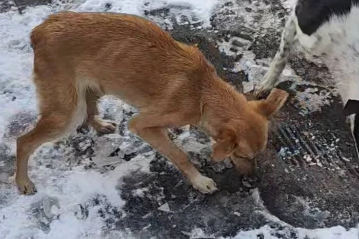 In Dnipropetrowsk haben Hunde den Körper der verstorbenen Besitzerin angeknabbert