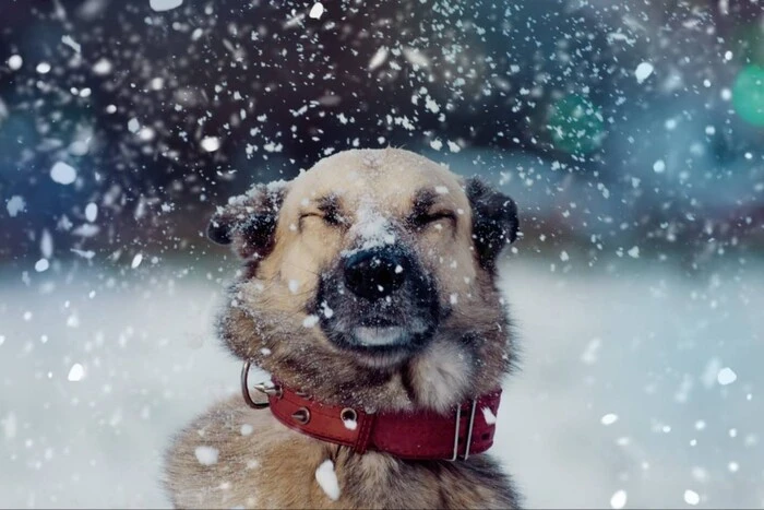 Snow in the mountainous areas of Ukraine