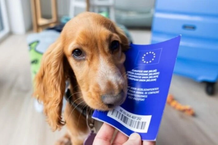 Das Europäische Parlament schlägt Änderungen der Vorschriften für Katzen und Hunde vor