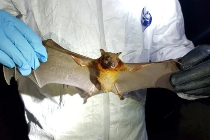 Bats transmit a new coronavirus