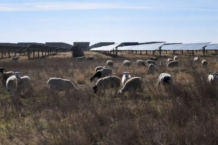 Schafe statt Rasenmäher. Amerikanische Landwirte haben einen ungewöhnlichen Weg gefunden, um Geld zu verdienen