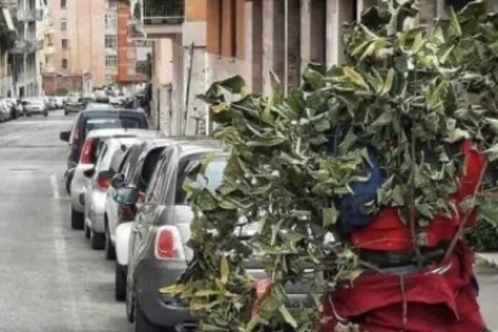 tree-man who expelled the world from Rome