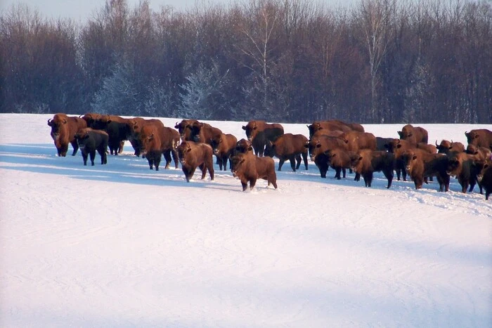 In der Region Winnyzja hat die Winterzählung der wildlebenden Tiere begonnen