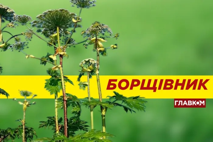 The poisonous hogweed has bloomed. What is its danger and how to protect yourself