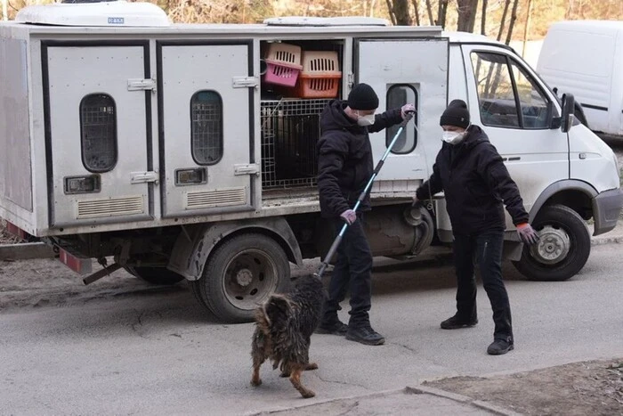 30 dogs in a one-room apartment. Zaporizhzhia. Animal welfare volunteers.