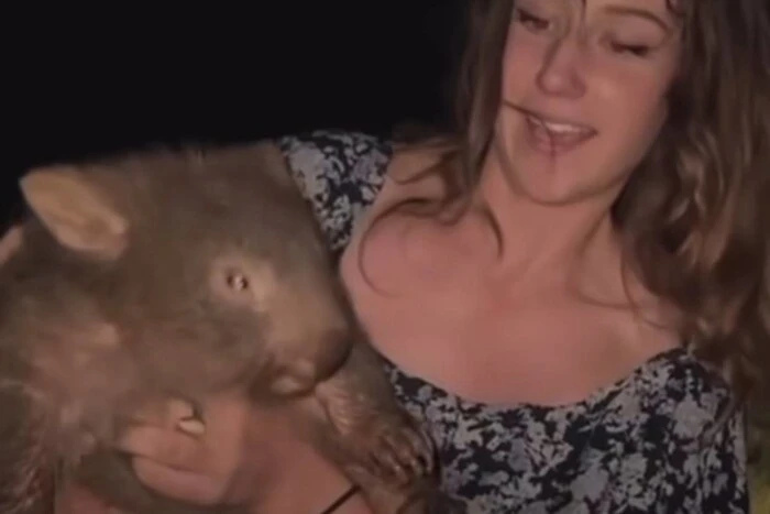 American woman stole a baby wombat