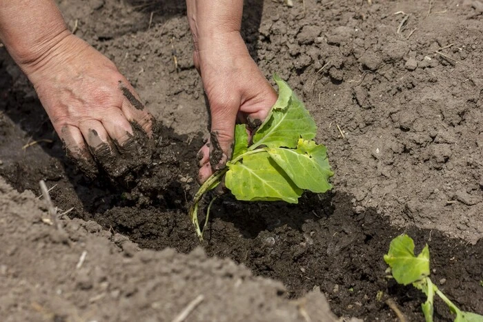 Lunar planting calendar for June 2025: period of intensive growth in the garden and on the farm