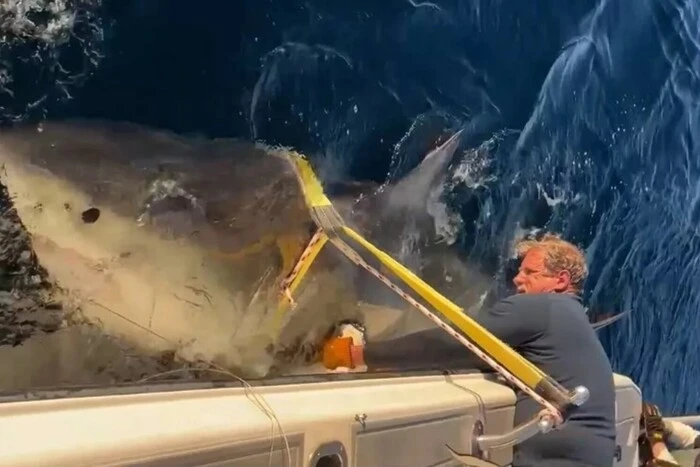 Tourists raise alarm: the largest great white shark in the world has headed to the shores of the USA