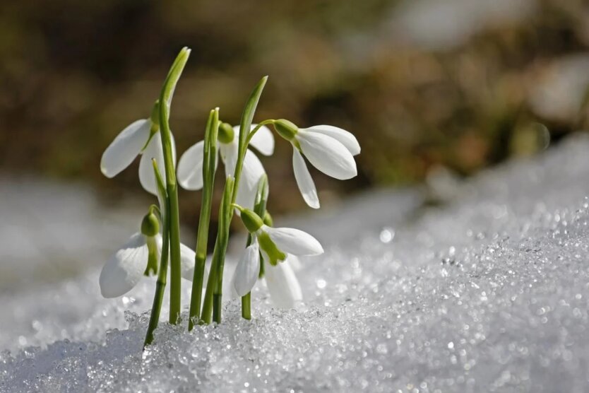 Meteorologists predicted frost and snow for residents of Kyiv region