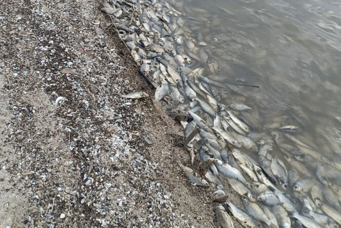 Mass fish death in Odesa region