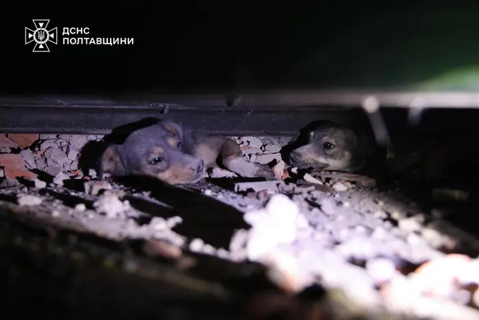 Attack on Poltava Region: Rescuers Retrieved Puppies from the Rubble (Photos, Videos)