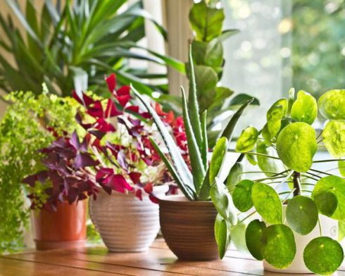 Caring for house plants in winter