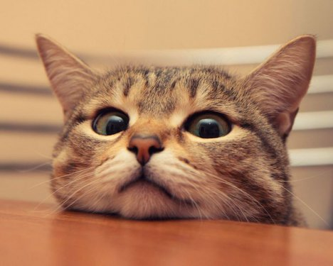 Cat playing with a toy, massaging with paws