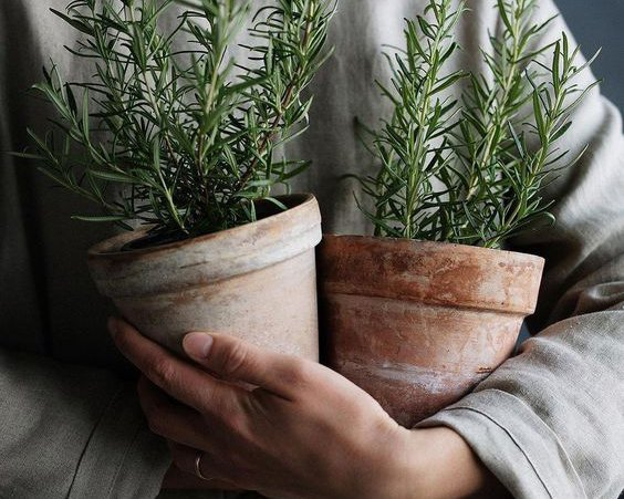 Taking care of indoor plants in winter