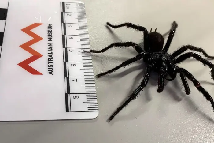 New species of the most poisonous spider in Australia