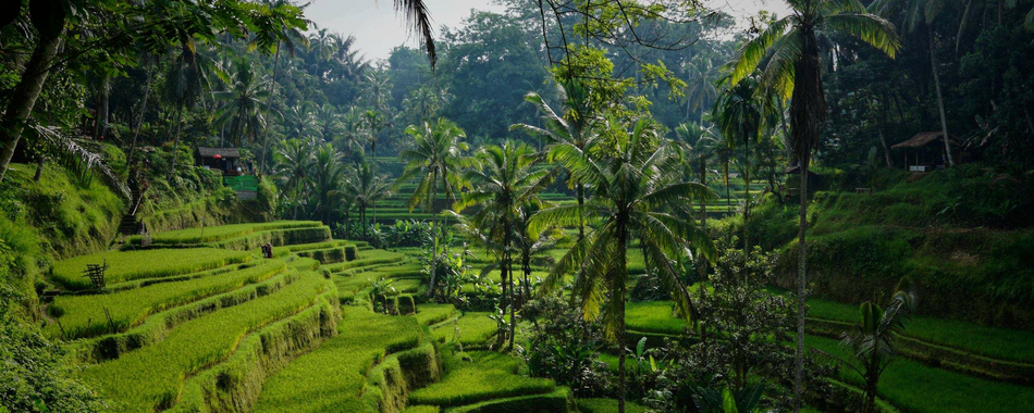 Image of a rice field in Bali