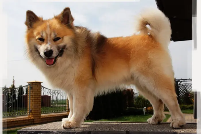 The English Kennel Club Recognizes the Icelandic Sheepdog Breed