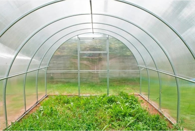 Planting cucumbers in pots for the greenhouse