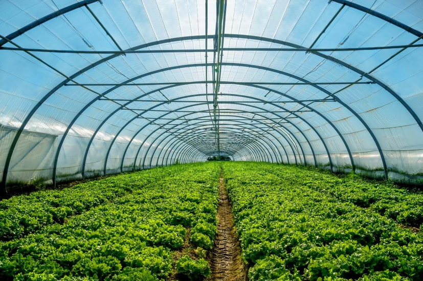 Tomatoes for seedlings in a greenhouse