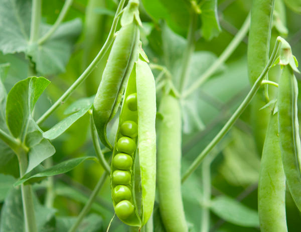 Planting peas in open ground