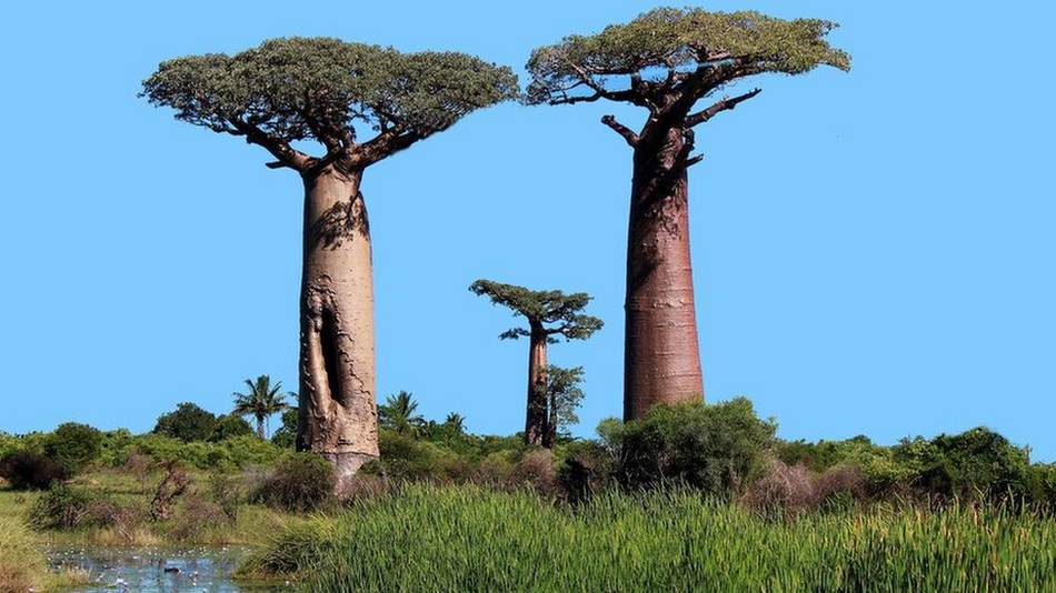 Największe drzewo na świecie: Baobab i jego historia