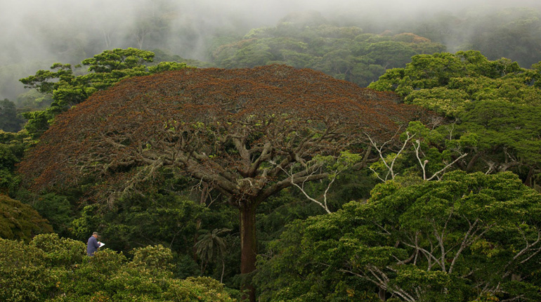 Nature and Animal Documentaries