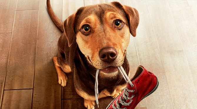 Die besten Filme über Hunde: TOP nach Bewertung