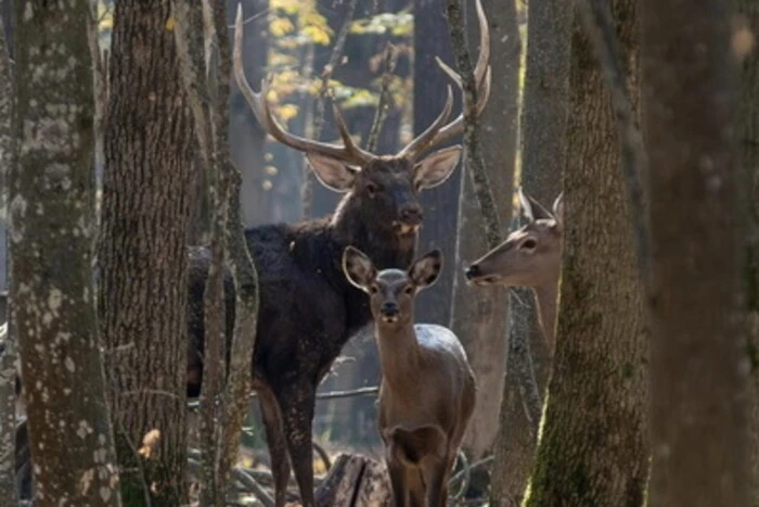 Rare spotted deer in the forests of Vinnytsia