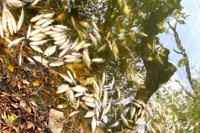 Massensterben von Fischen entlang des Flusses Teterew in Schytomyr registriert