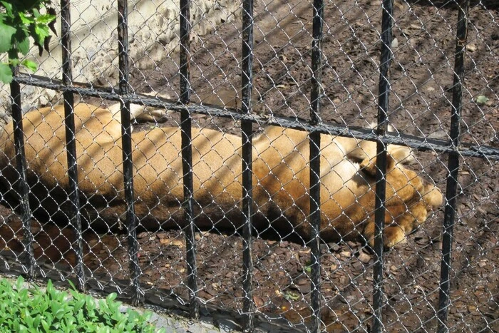 Dead lion at the factory in Rivne region