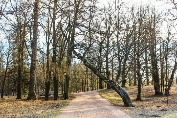 Graphic depiction of a deciduous forest at +14 degrees