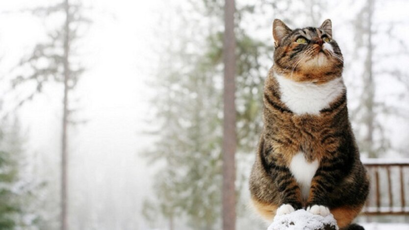 Nach der Wärme kommen Schnee, Regen und Glätte nach der Ukraine: Wann der echte Winter zurückkehrt