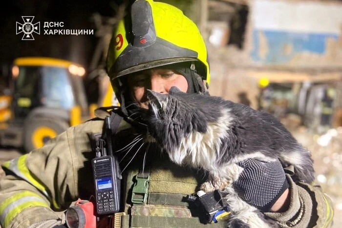 rescuers pulled a fluffy pet out from under the rubble