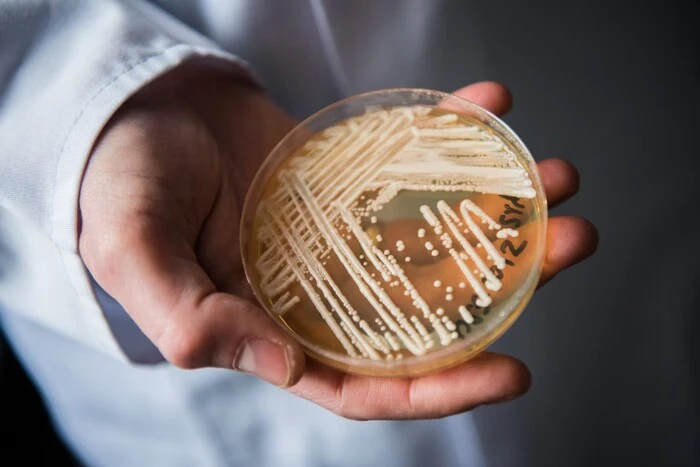 Illustration of fungal infections due to Covid-19