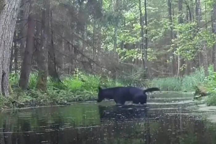 Black wolves in a Polish forest