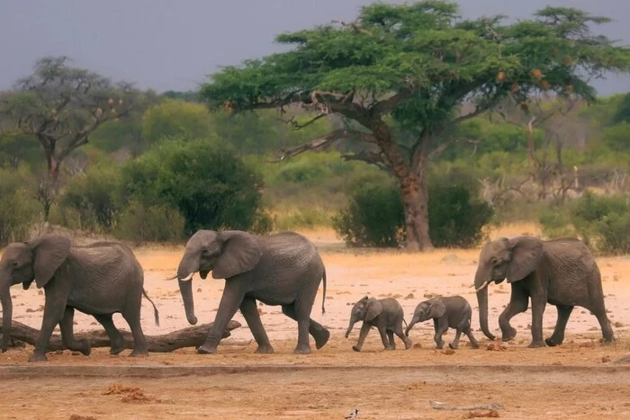 Tragedy in India's national park: almost the entire herd of elephants died