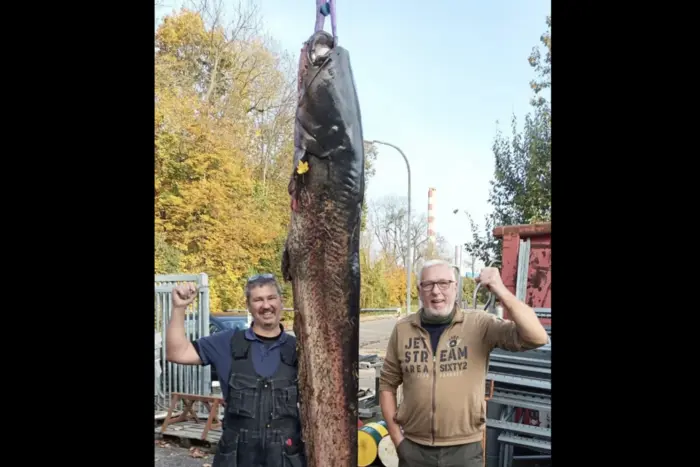 Prawie 100 kg. W Niemczech rybacy złapali gigantycznego suma