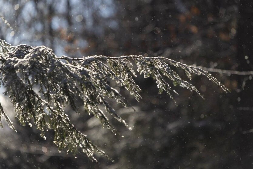 Frost and Ice in the Kyiv Region