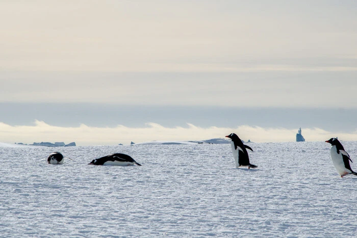 Celestial crests over Antarctica