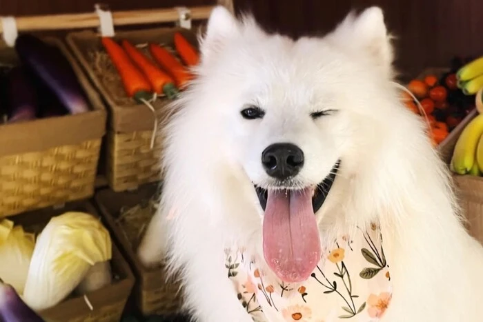 Pets in cafes work like robots