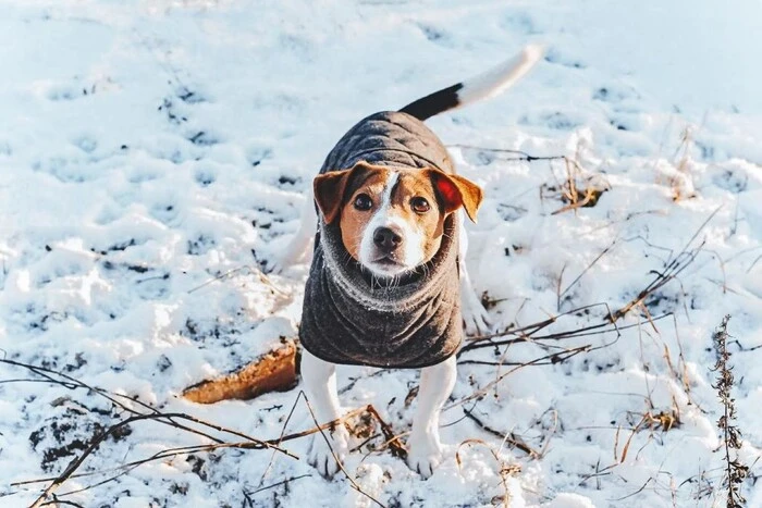 Womit man sich im Winter auf welches Wetter einstellen sollte: Prognose des ukrainischen Hydrometeorologischen Zentrums