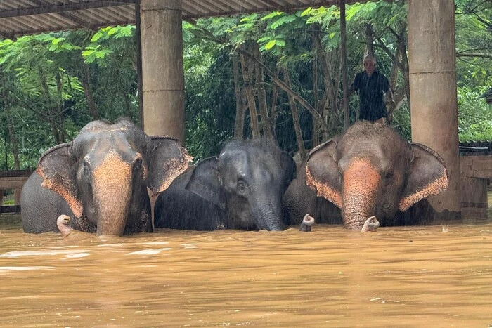 Taifun überflutete das großartige Naturreservat in Thailand, 100 Elefanten evakuiert (Fotos, Videos)