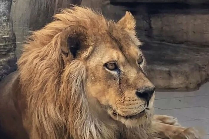 Dead lion at the garbage dump