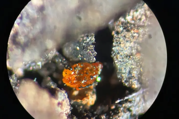 First amber in Antarctica