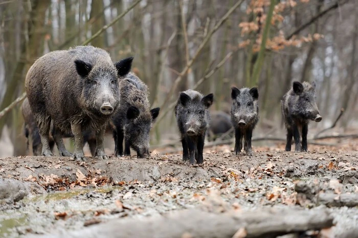 Budapest, murder of an American woman, wild boars