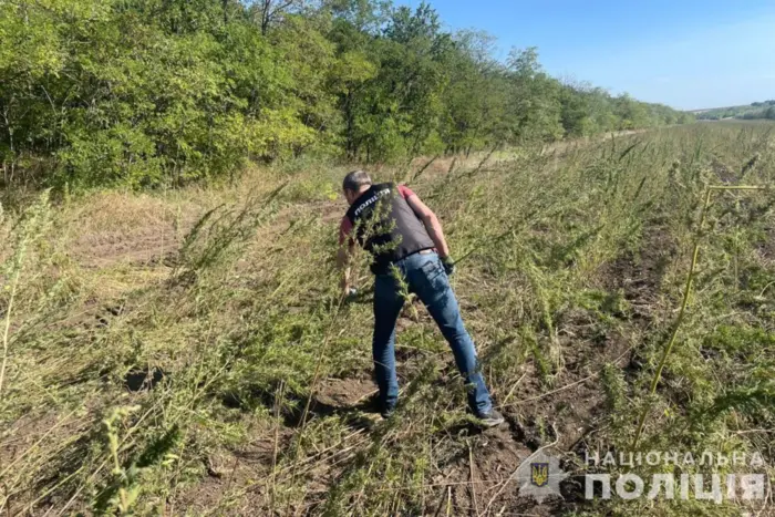 Полиция на Одесской области обнаружила более 300 тысяч кустов конопли (фото)