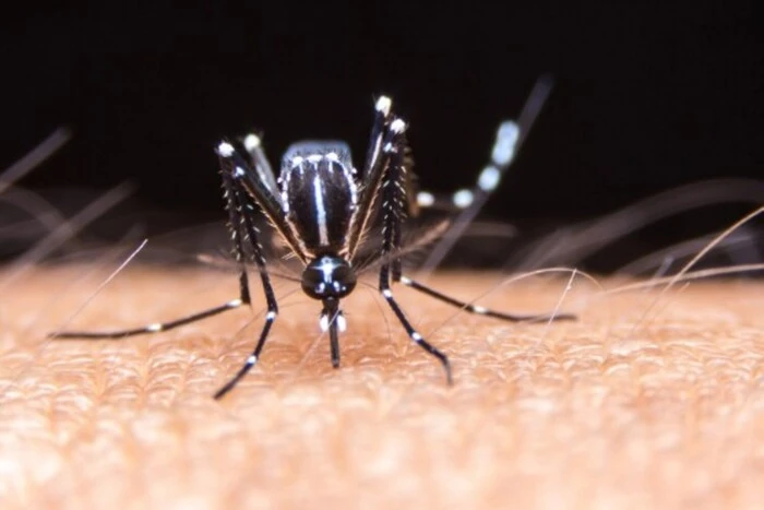 Dengue Fever: New Outbreaks in Europe