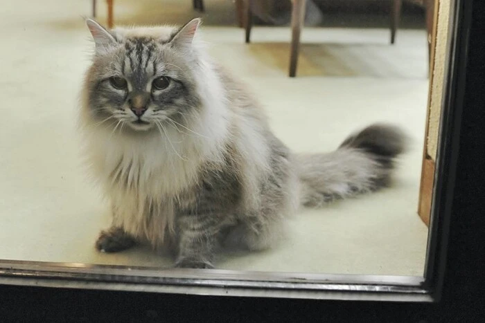 A cat with a symbolic name gifted by Putin.