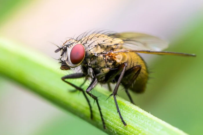 Map of neural connections in a fly's brain